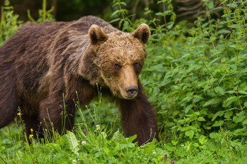 Naklejka na ściany i meble European Brown Bear (Ursus arctos arctos) in natural habitat. Romania