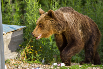 European Brown Bear (Ursus arctos arctos) in natural habitat. Romania