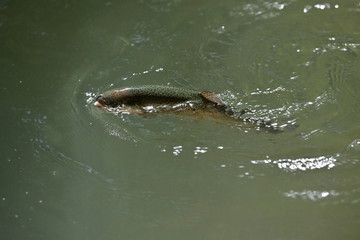Obraz premium beautiful rainbow trout gobbling in a clear river