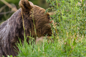 European Brown Bear (Ursus arctos arctos) in natural habitat. Romania