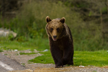 Plakat European Brown Bear (Ursus arctos arctos) in natural habitat. Romania