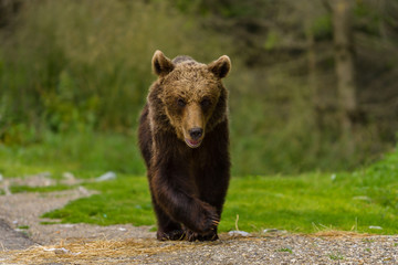 Fototapeta na wymiar European Brown Bear (Ursus arctos arctos) in natural habitat. Romania