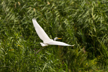 Great Egret (Ardea alba) Common Egret in the Danube Delta, Romania