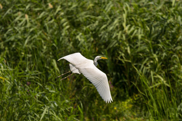 Great Egret (Ardea alba) Common Egret in the Danube Delta, Romania
