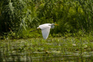 Great Egret (Ardea alba) Common Egret in the Danube Delta, Romania