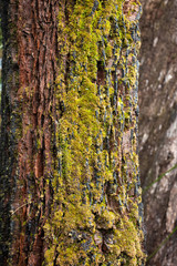 tree trunk, Bark Texture