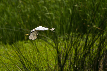 Great Egret (Ardea alba) Common Egret in the Danube Delta, Romania