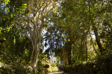 Vegetation in Greece. Plants, cacti. Rhodes island. Summer vacation. Euro-trip.