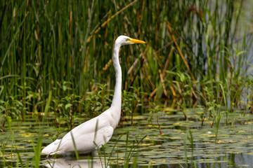 Great Egret (Ardea alba) Common Egret in the Danube Delta, Romania