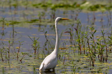 Great Egret (Ardea alba) Common Egret in the Danube Delta, Romania