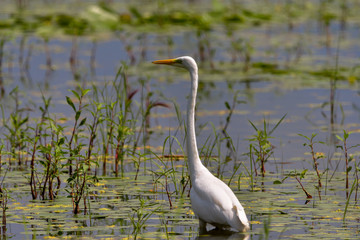 Great Egret (Ardea alba) Common Egret in the Danube Delta, Romania
