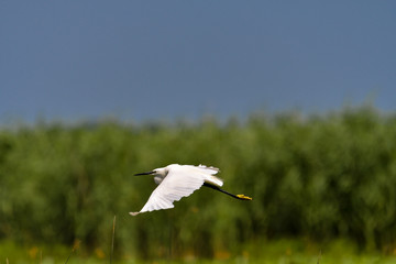 Little egret (egretta garzetta) in the Danube Delta, Romania