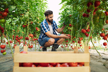 Organic food farm. Farmer picking up fresh ripe tomato vegetables and putting into wooden crate.