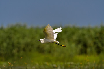 Little egret (egretta garzetta) in the Danube Delta, Romania