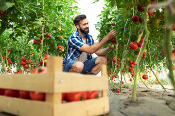Organic food farm. Farmer picking up fresh ripe tomato vegetables and putting into wooden crate.