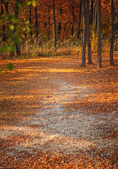 Obraz premium Pathway at lake Balaton in autumn