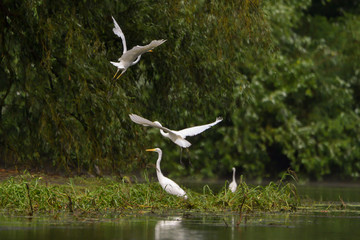 Great Egret (Ardea alba) Common Egret in the Danube Delta, Romania