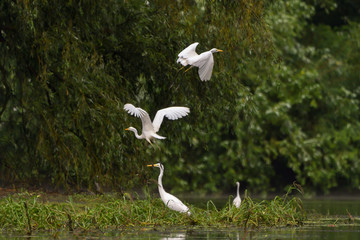 Great Egret (Ardea alba) Common Egret in the Danube Delta, Romania