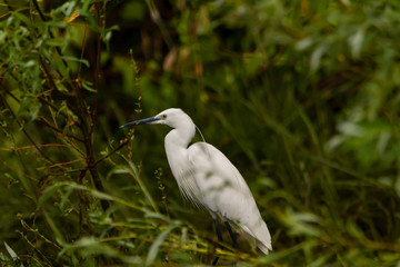 Little egret (egretta garzetta) in the Danube Delta, Romania