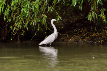 Little egret (egretta garzetta) in the Danube Delta, Romania