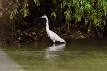 Little egret (egretta garzetta) in the Danube Delta, Romania