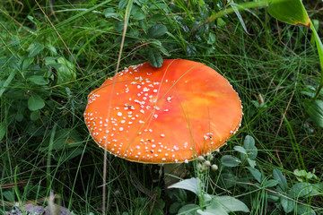 Red toadstool poisonous mushroom growth in the forest, fly agaric fungi