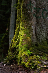 Forest landscape in the Bucegi Mountains