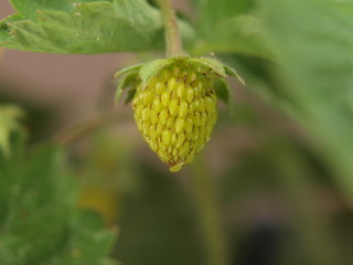 Owoc poziomki dojrzewający - makro