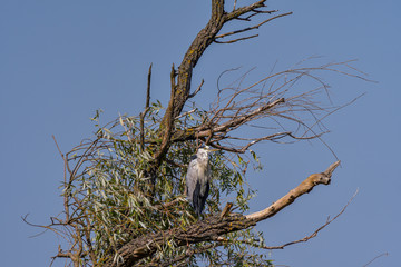 Grey heron bird (Ardea cinerea) in Danube Delta from Romania