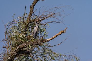 Grey heron bird (Ardea cinerea) in Danube Delta from Romania