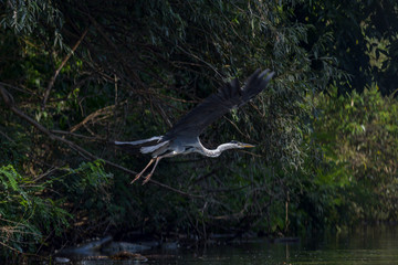 Grey heron bird (Ardea cinerea) in Danube Delta from Romania