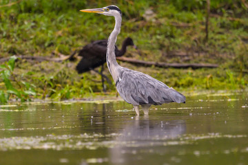 Grey heron bird (Ardea cinerea) in Danube Delta from Romania