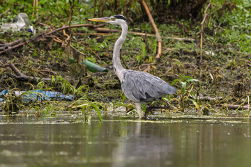 Grey heron bird (Ardea cinerea) in Danube Delta from Romania