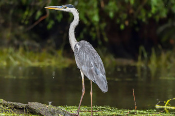 Grey heron bird (Ardea cinerea) in Danube Delta from Romania