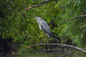 Grey heron bird (Ardea cinerea) in Danube Delta from Romania