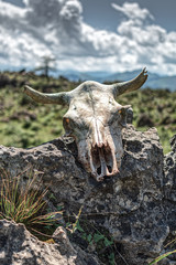 cráneo de vaca sobre una piedra ó esqueleto de la cabeza de una vaca con cuernos