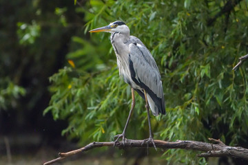 Grey heron bird (Ardea cinerea) in Danube Delta from Romania