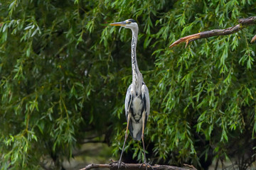 Grey heron bird (Ardea cinerea) in Danube Delta from Romania