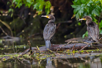 Cormorant (also known as Cormoran or Phalacrocoracidae) waiting for a catch in the Danube Delta, Romania