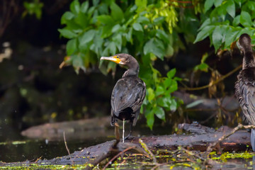 Cormorant (also known as Cormoran or Phalacrocoracidae) waiting for a catch in the Danube Delta, Romania