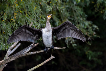 Cormorant (also known as Cormoran or Phalacrocoracidae) waiting for a catch in the Danube Delta, Romania