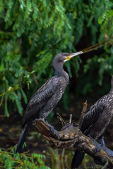 Cormorant (also known as Cormoran or Phalacrocoracidae) waiting for a catch in the Danube Delta, Romania