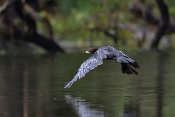 Cormorant (also known as Cormoran or Phalacrocoracidae) waiting for a catch in the Danube Delta, Romania