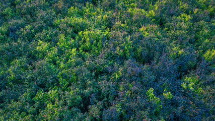 Drone view of Rama Shyama Tulsi field