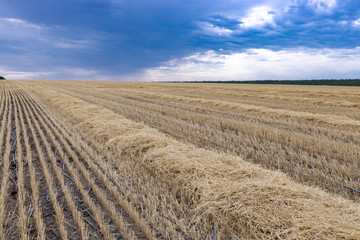 Mown wheat field against the sky with clouds.

