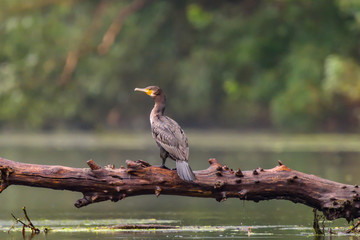 Cormorant (also known as Cormoran or Phalacrocoracidae) waiting for a catch in the Danube Delta, Romania