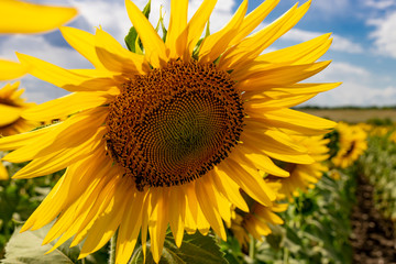 Fototapeta premium Sunflowers field on a background of blue sky with clouds. Sunflower close-up.