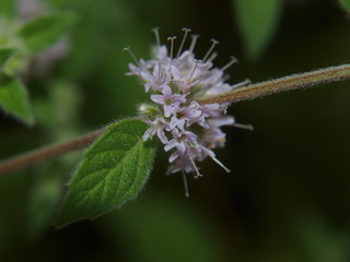 Kwiaty mięty -  powiększenie makro © adamraga