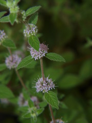 Kwiaty mięty - makro © adamraga