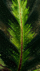 water drops on green leaf macro photo of natural wallpaper